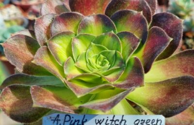 Aeonium "PINK WITCH GREEN MIDDLE"