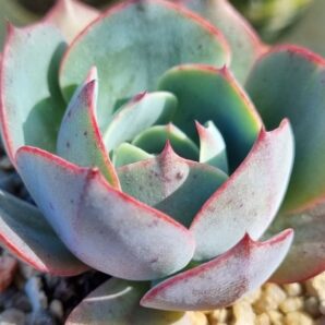 ECHEVERIA "AMISTAR"