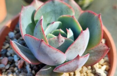 ECHEVERIA "AMISTAR"