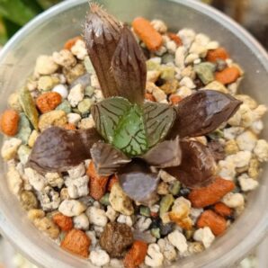 HAWORTHIA "MIRROR BALL" X "PURPLE DODSON" "