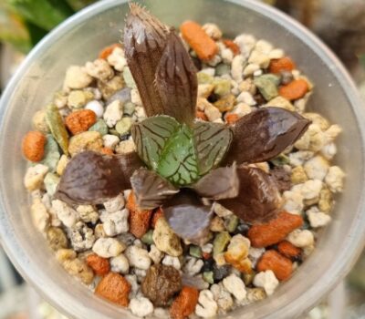 HAWORTHIA "MIRROR BALL" X "PURPLE DODSON" "
