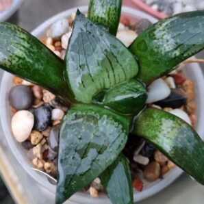 Haworthia "COMPTONIANA VVG3" X "COMPTONIANA VVG7"