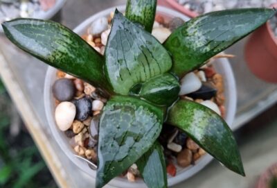 Haworthia "COMPTONIANA VVG3" X "COMPTONIANA VVG7"
