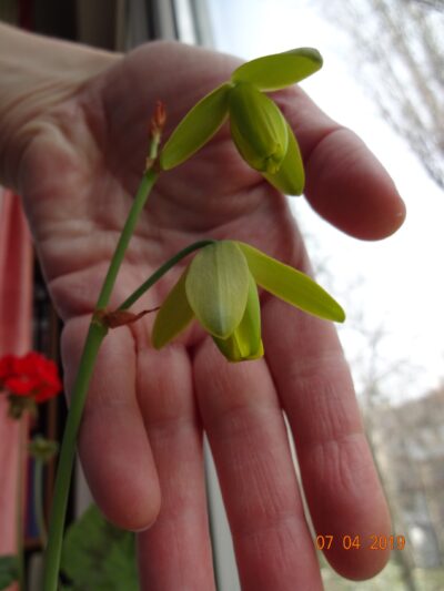 Альбука Albuca shawii - Зображення 5