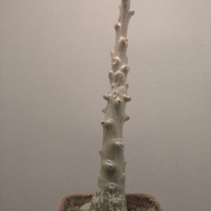 Tylecodon grandiflorus