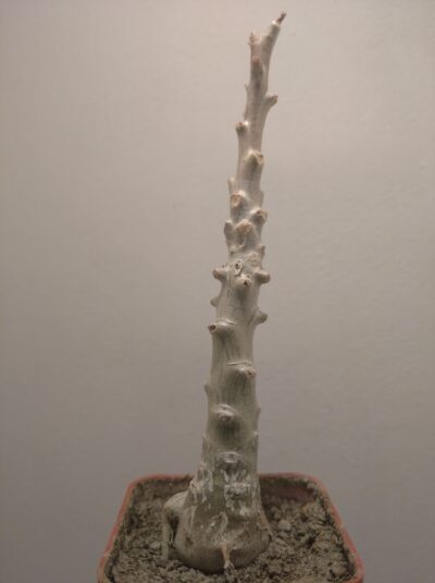Tylecodon grandiflorus