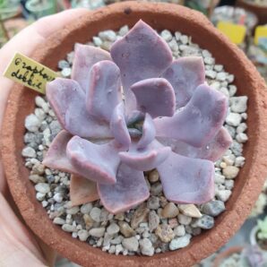 Graptoveria Debbie