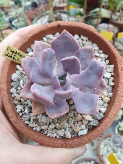 Graptoveria Debbie