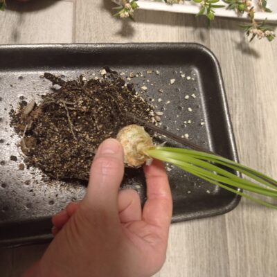 Альбука Albuca shawii - Зображення 4