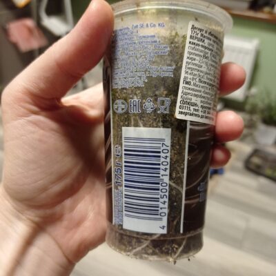 Альбука Albuca shawii - Зображення 3