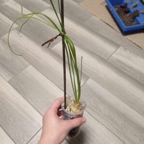 Альбука Albuca shawii