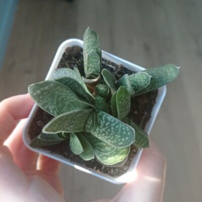 Gasteria minima, Гастерия минима, весь куст - Зображення 7