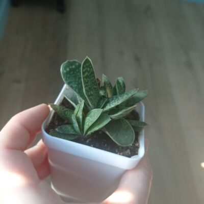 Gasteria minima, Гастерия минима, весь куст - Зображення 6