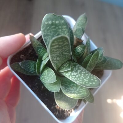 Gasteria minima, Гастерия минима, весь куст - Зображення 5
