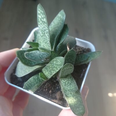 Gasteria minima, Гастерия минима, весь куст - Зображення 4