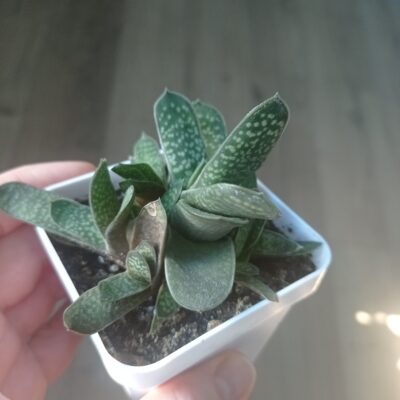 Gasteria minima, Гастерия минима, весь куст - Зображення 3
