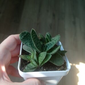 Gasteria minima, Гастерия минима, весь куст