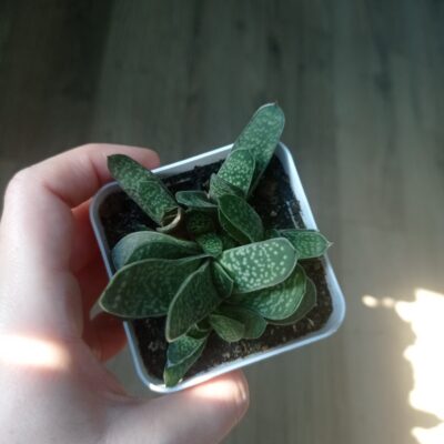 Gasteria minima, Гастерия минима, весь куст - Зображення 2