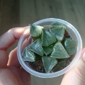 Хавортия Haworthia Athena