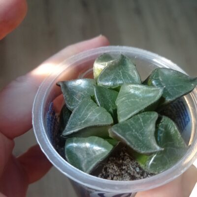 Хавортия Haworthia Athena - Зображення 5