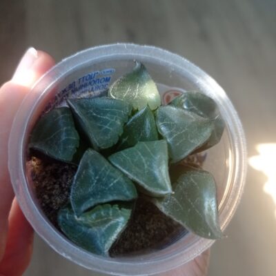 Хавортия Haworthia Athena - Зображення 4