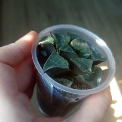Хавортия Haworthia Athena - Зображення 3