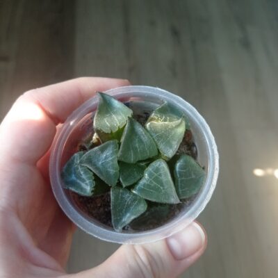 Хавортия Haworthia Athena - Зображення 2