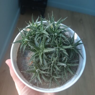 Алоэ Пепе, Aloe cv. Pepe, весь большой куст - Зображення 6
