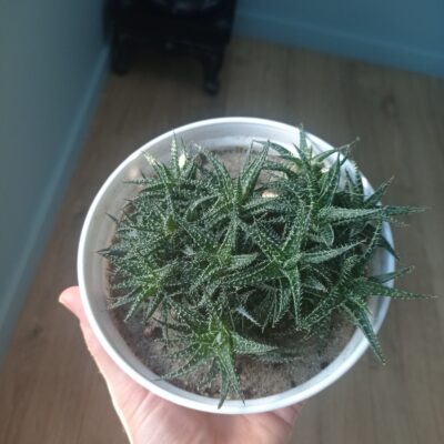Алоэ Пепе, Aloe cv. Pepe, весь большой куст - Зображення 5
