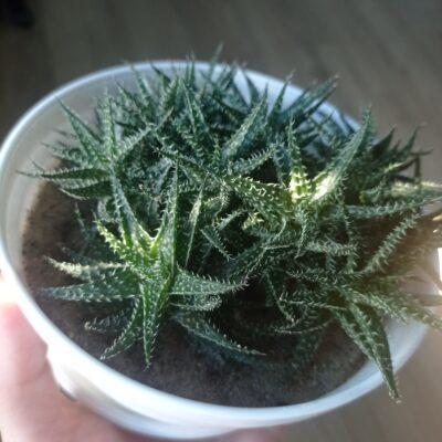 Алоэ Пепе, Aloe cv. Pepe, весь большой куст - Зображення 4
