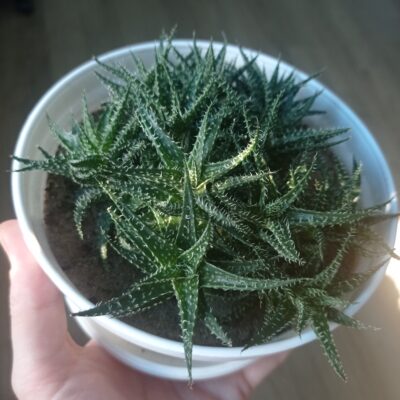 Алоэ Пепе, Aloe cv. Pepe, весь большой куст - Зображення 3