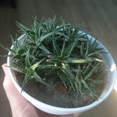 Алоэ Пепе, Aloe cv. Pepe, весь большой куст - Зображення 2