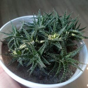 Алоэ Пепе, Aloe cv. Pepe, весь большой куст