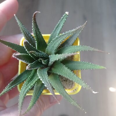 Haworthia attenuata - Зображення 4