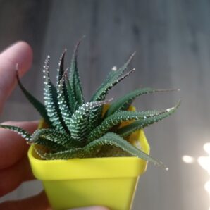 Haworthia attenuata