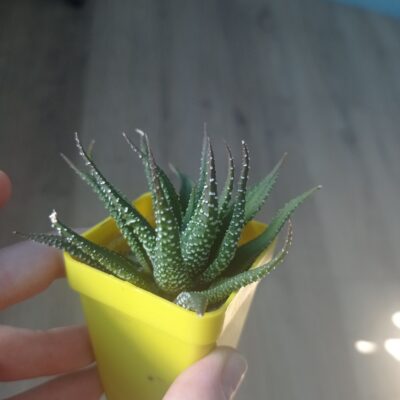 Haworthia attenuata - Зображення 3