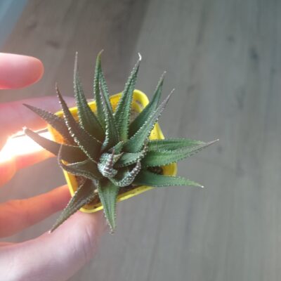Haworthia attenuata - Зображення 2