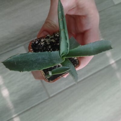 Агава колората Agave colorata с деткой - Зображення 4