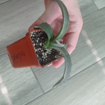 Агава колората Agave colorata с деткой - Зображення 3