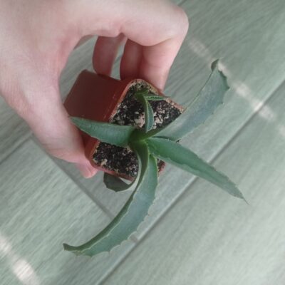 Агава колората Agave colorata с деткой - Зображення 2