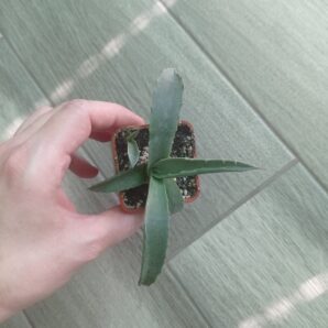 Агава колората Agave colorata с деткой