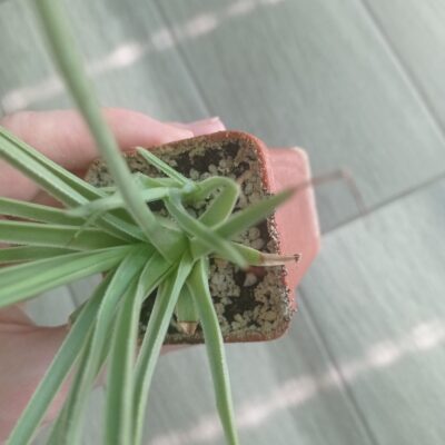 Агава Стрикта Нана (Agave Stricta Nana) с деткой - Зображення 5