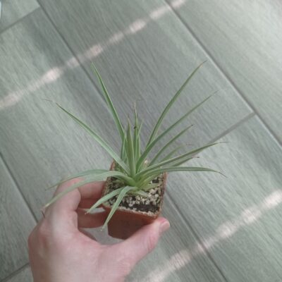 Агава Стрикта Нана (Agave Stricta Nana) с деткой - Зображення 4