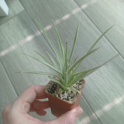 Агава Стрикта Нана (Agave Stricta Nana) с деткой - Зображення 3
