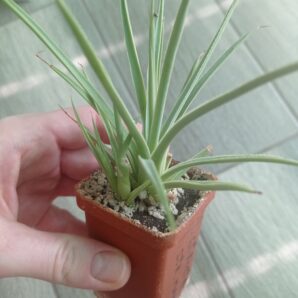 Агава Стрикта Нана (Agave Stricta Nana) с деткой