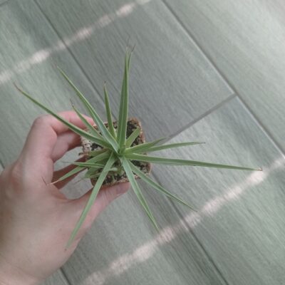 Агава Стрикта Нана (Agave Stricta Nana) с деткой - Зображення 2