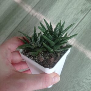 Хавортия Haworthia pumila, сеянец А. Тельпешева
