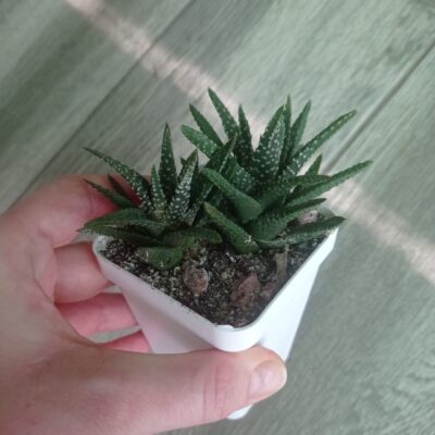 Хавортия Haworthia pumila, сеянец А. Тельпешева