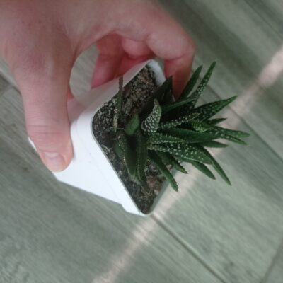 Хавортия Haworthia pumila, сеянец А. Тельпешева - Зображення 7