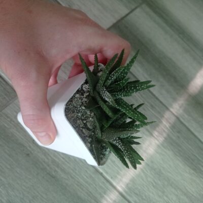 Хавортия Haworthia pumila, сеянец А. Тельпешева - Зображення 6
